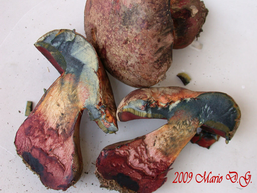 Boletus da determinare >>> n�2